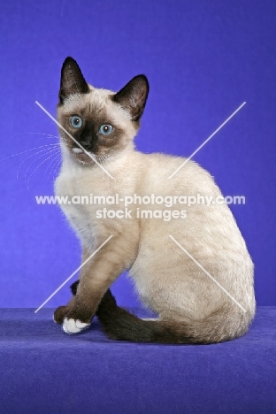 young Snowshoe sitting down