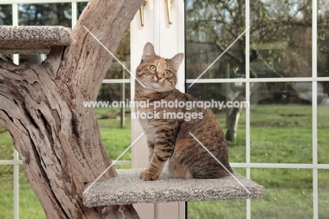 Manx cat in cat tree