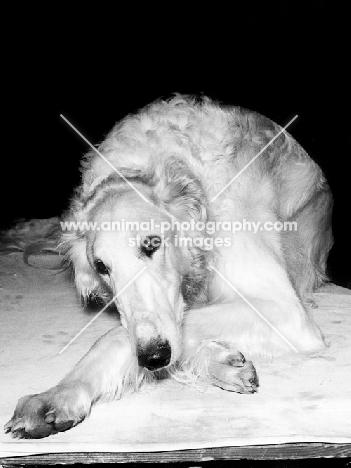 borzoi at crufts