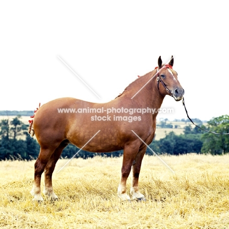 beccles dennise, suffolk punch mare