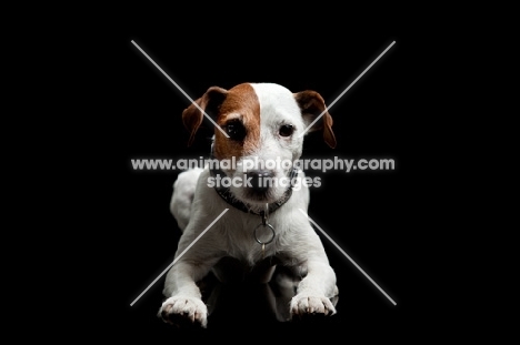 jack russell terrier lying down