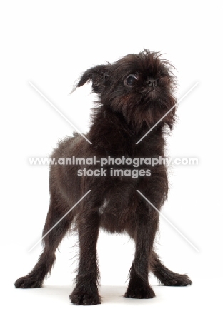 young black Griffon Bruxellois standing on white background