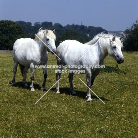 two Highland Pony mares at Nashend 