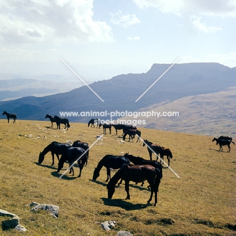 Kabardine horses taboon of colts in Caucasus mountains