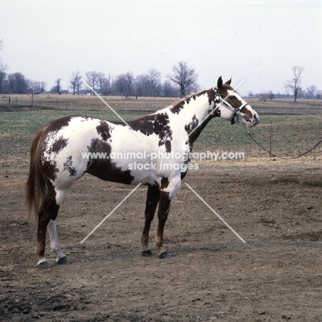 hot line to heaven, paint horse stallion