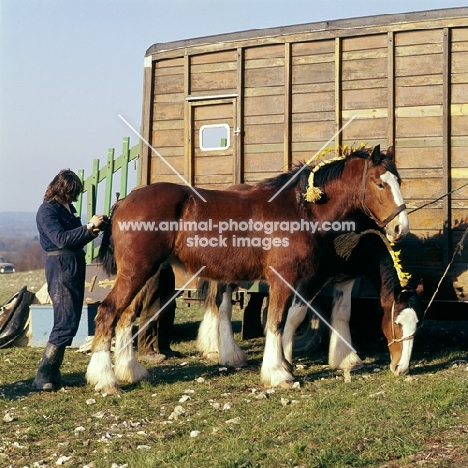 shire horses, groom plaiting tail  