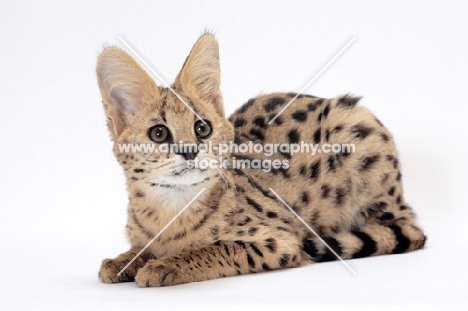 young serval cat portrait on white background