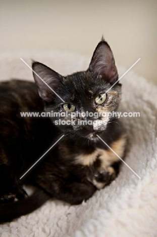 tortoiseshell cat with paws tucked