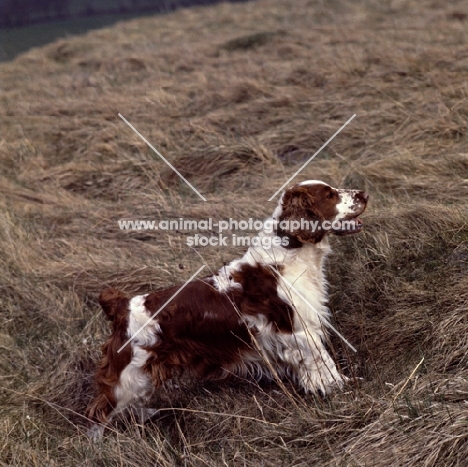 welsh springer spaniel standing on hillside