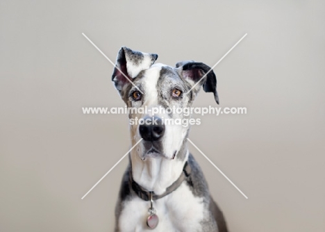 Great Dane staring at camera.