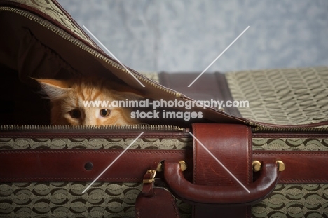 red blotched norwegian forest crouched in a suitcase