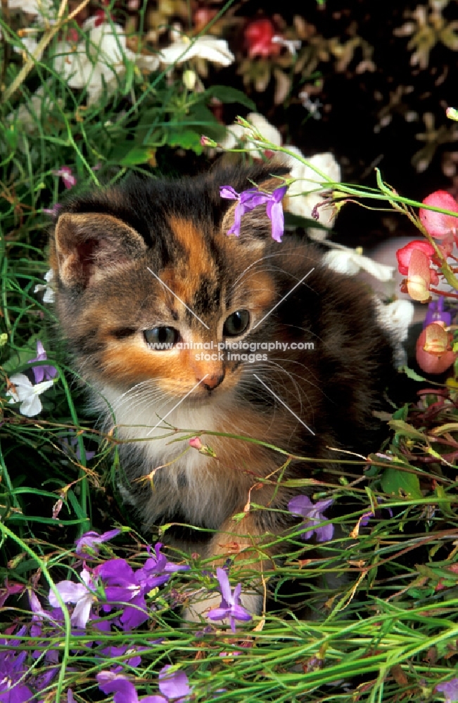 non pedigree tortie and white kitten looking away