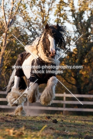 Gypsy Vanner in motion