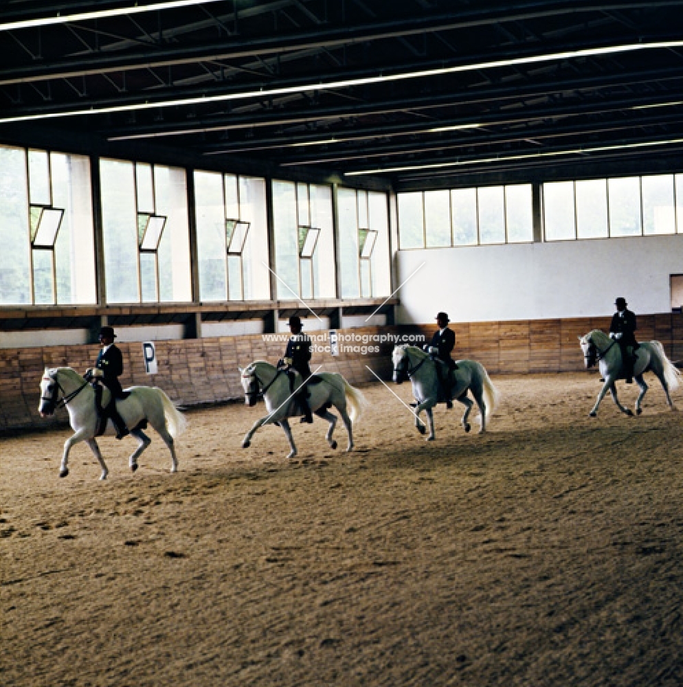 Lipizzaners and riders in display at Lipica