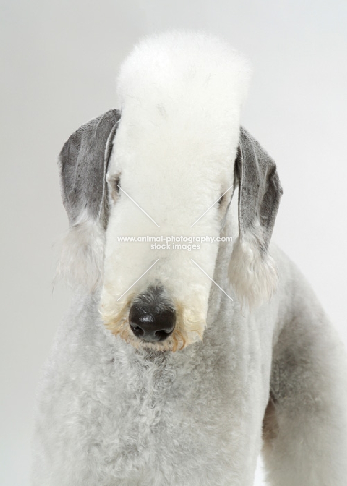 Bedlington Terrier, front view