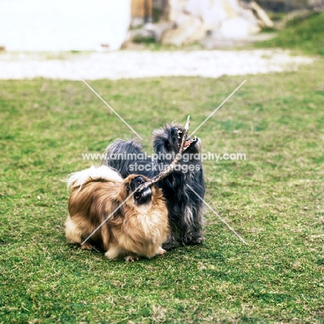 lhasa apso and pekingese playing with a stick