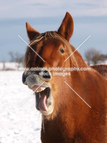 Suffolk Punch portrait, neighing