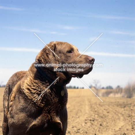 chesapeake bay retriever, portrait