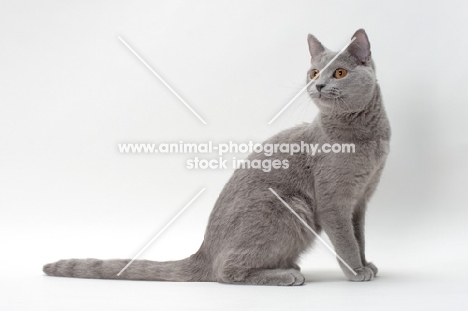 chartreux cat sitting in studio
