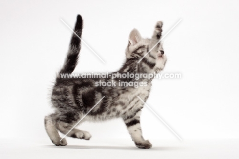 Silver Classic Tabby American Shorthair kitten, one leg up