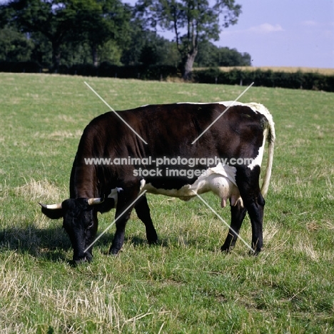 gloucester cow grazing