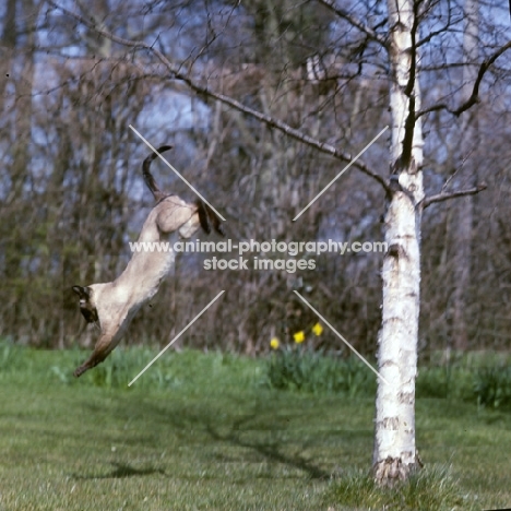 ch thaumasia amethyst, seal point siamese cat jumping from a tree 