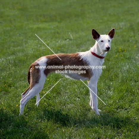 wirehaired ibizan hound,   elodie, standing on grass