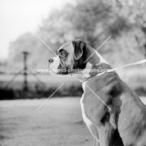 boxer from wardrobes kennel owner wilson wiley