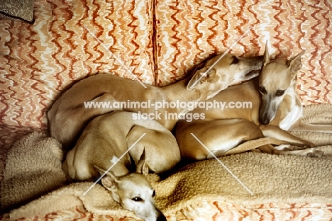 three whippets on a sofa, one spreading gossip