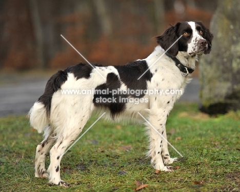 German Spaniel (aka Deutscher Wachtelhund) side view