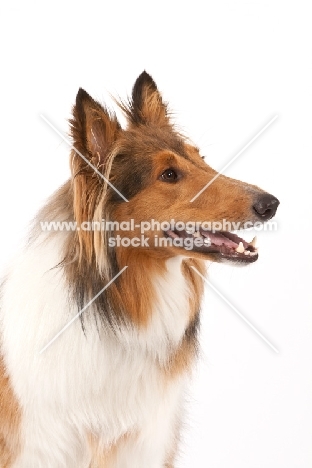 Rough Collie portrait on white background