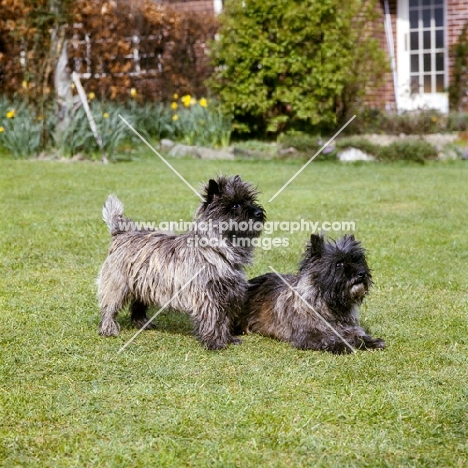 lofthouse fantasia, ch lofthouse victoria (sitting), two cairn terriers on the lawn