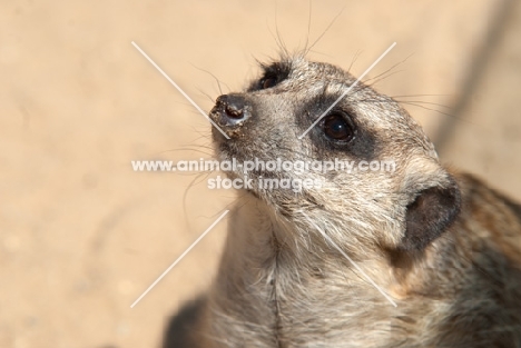 Meerkat portrait