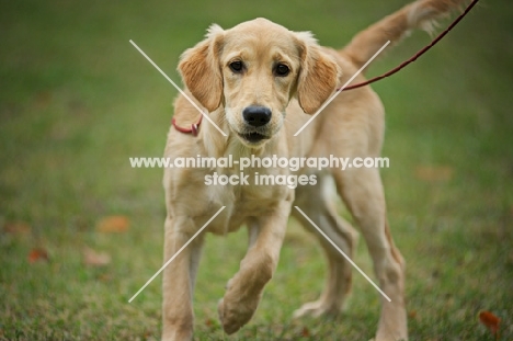 golden retriever puppy