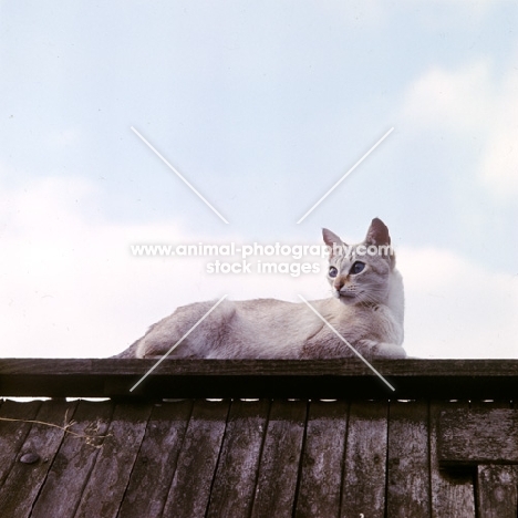 tabby point siamese lying on roof
