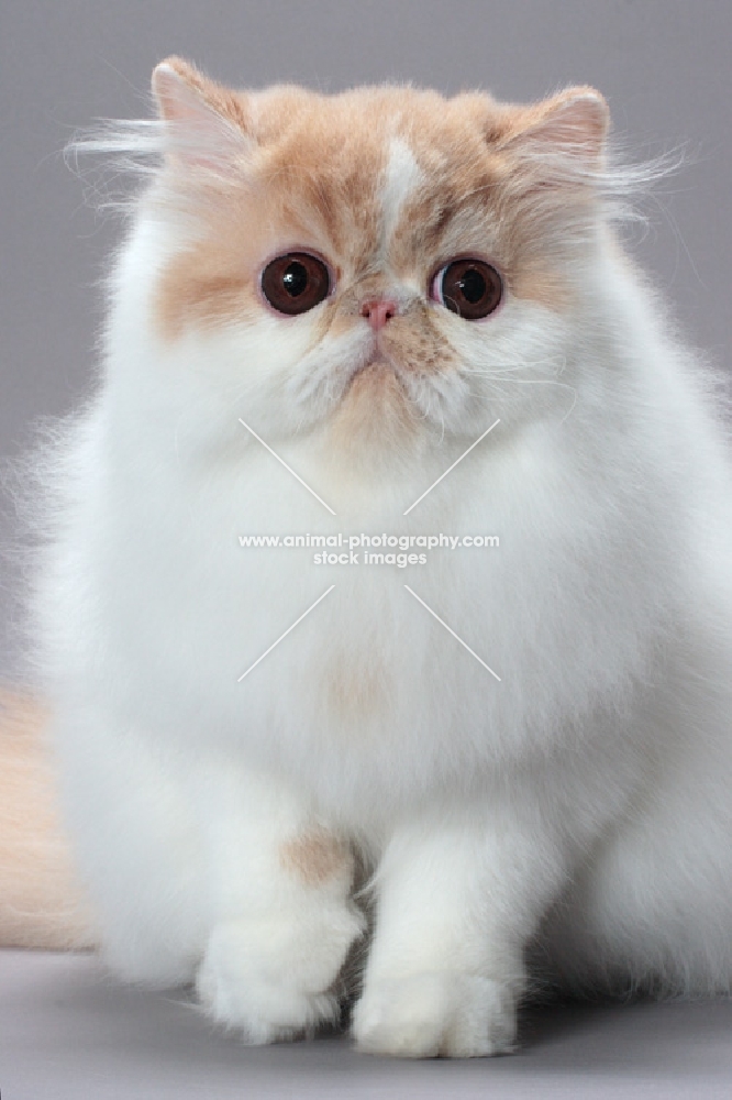 cute cream and white Persian cat front view