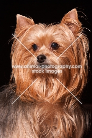 Yorkie portrait