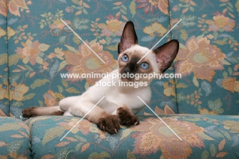 seal point Siamese cat lying on  a sofa