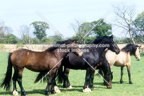 welsh cobs (section d) in a field