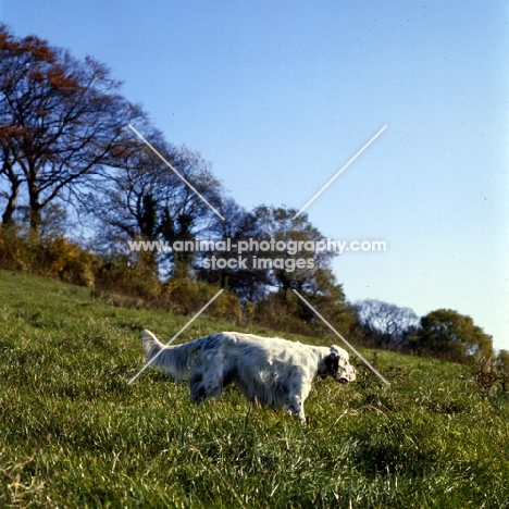 english setter walking on a hillside