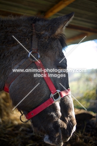 horse profile