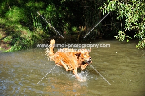 Golden Retriever running into water