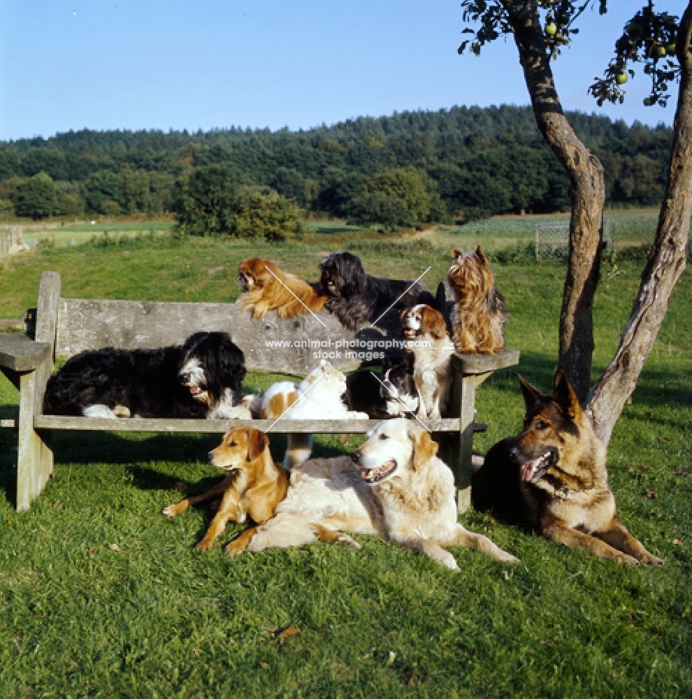group of dogs and a cat on a bench