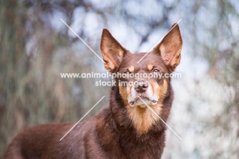 Kelpie looking towards camera