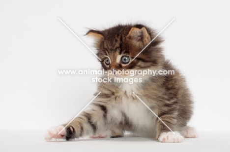 Brown Mackerel Tabby & White Maine Coon kitten, 1 month old