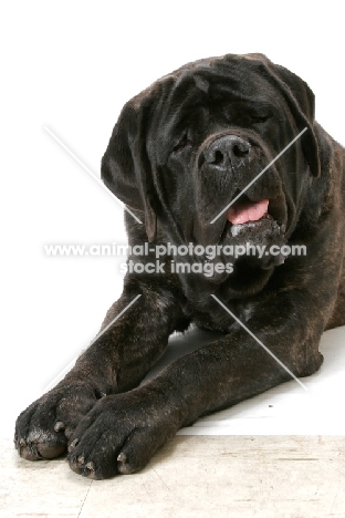 Brindle Mastiff lying down