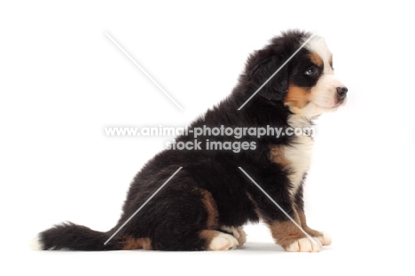 bernese Mountain dog puppy, side view