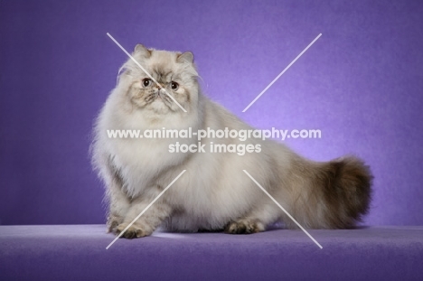 9 month old Seal Torbie Lynx Point Himalayan Female,  standing to us, showing an excellent ruff.  (Aka: Persian or Colourpoint)