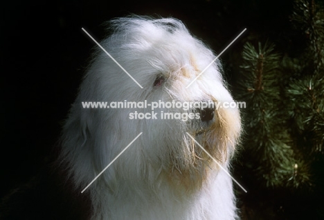 old english sheepdog, portrait