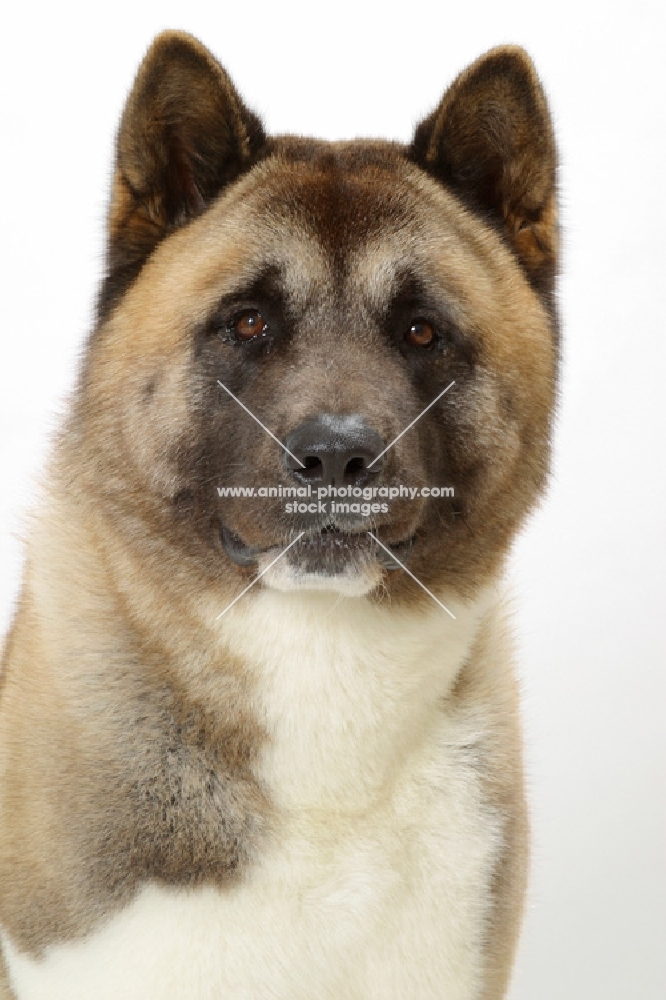 Australian Champion Akita on white background, portrait